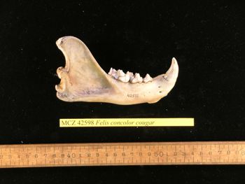 Media type: image;   Mammalogy 42598